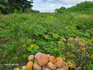 Captain김상곤님의 호박 · 영농일지 작성글 사진