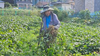 경달현님의 기타작물 · 영농일지 작성글 사진