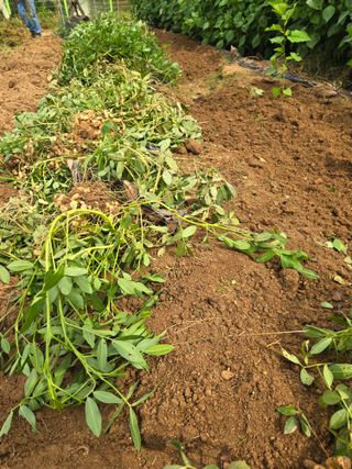 노아님의 기타작물 · 영농일지 작성글 사진