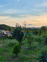 팜모닝 토마토·영농일지 게시글 이미지