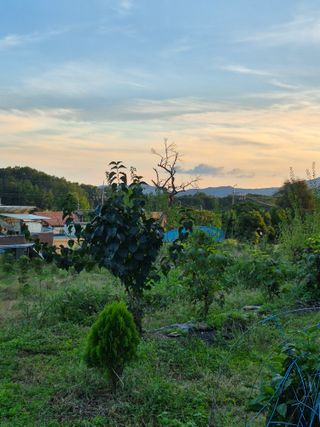 나오리농장님의 토마토 · 영농일지 작성글 사진