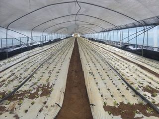 이진행님의 상추 · 영농일지 작성글 사진