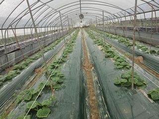 김동식님의 기타작물 · 영농일지 작성글 사진