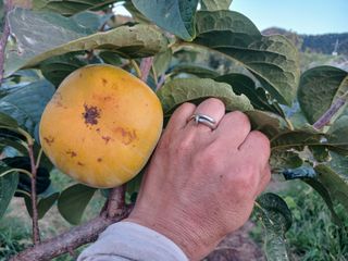 제키님의 기타작물 · 영농일지 작성글 사진