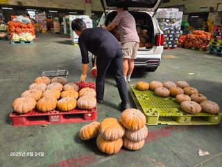 Captain김상곤님의 호박 · 영농일지 작성글 사진