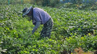 경달현님의 기타작물 · 영농일지 작성글 사진