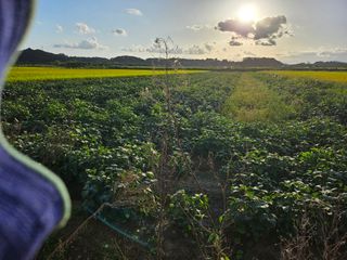 코스모스뚱님의 기타작물 · 영농일지 작성글 사진