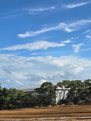 낙엽교목류22209님의 마늘 · 영농일지 작성글 사진