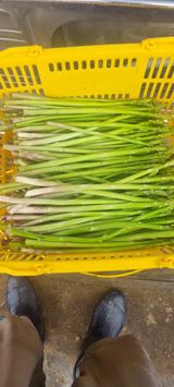 팜모닝 기타작물·영농일지 게시글 이미지