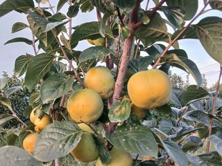 제키님의 기타작물 · 영농일지 작성글 사진