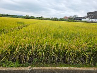 수원농군님의 고구마 · 영농일지 작성글 사진