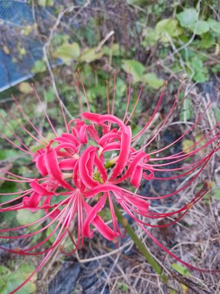 혁이네농원님의 포도 · 영농일지 작성글 사진