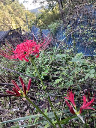 혁이네농원님의 포도 · 영농일지 작성글 사진