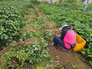 경달현님의 기타작물 · 영농일지 작성글 사진