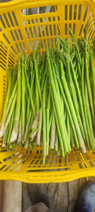 이정식님의 기타작물 · 영농일지 작성글 사진