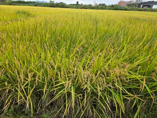 수원농군님의 고구마 · 영농일지 작성글 사진