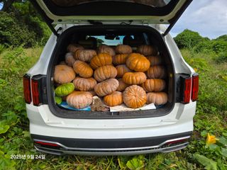 Captain김상곤님의 호박 · 영농일지 작성글 사진