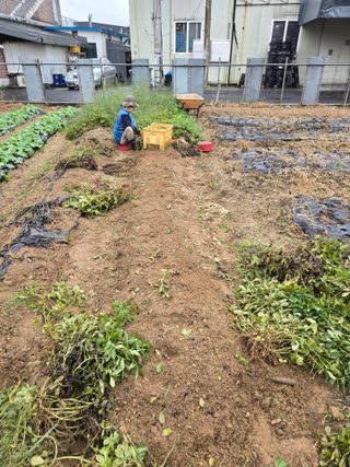 뚜벅이님의 기타작물 · 영농일지 작성글 사진