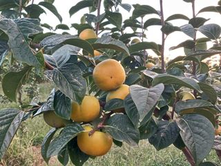 제키님의 기타작물 · 영농일지 작성글 사진