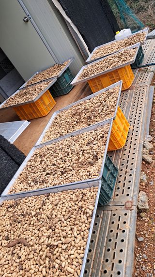 bpjh9173님의 참깨 · 영농일지 작성글 사진