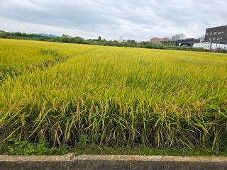 수원농군님의 고구마 · 영농일지 작성글 사진
