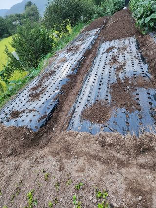 옥수수14683님의 기타작물 · 영농일지 작성글 사진