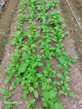 팜모닝 기타작물·영농일지 게시글 이미지