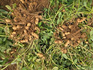 노아님의 기타작물 · 영농일지 작성글 사진