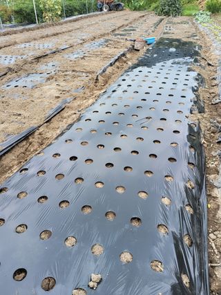 racelee님의 마늘 · 영농일지 작성글 사진