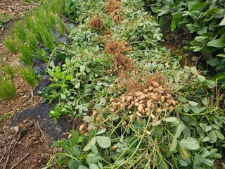 경달현님의 기타작물 · 영농일지 작성글 사진