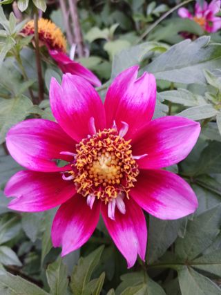 혁이네농원님의 포도 · 영농일지 작성글 사진