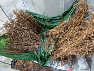 블루베리8034님의 기타작물 · 영농일지 작성글 사진