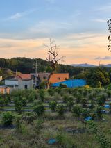 팜모닝 기타작물·영농일지 게시글 이미지