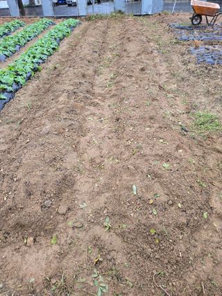 뚜벅이님의 기타작물 · 영농일지 작성글 사진