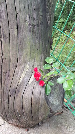 bpjh9173님의 참깨 · 영농일지 작성글 사진