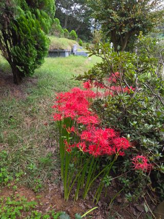 정조연님의 기타작물 · 영농일지 작성글 사진