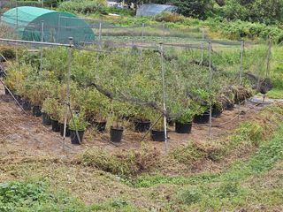 장문업 님의 블루베리 · 영농일지 작성글 사진