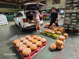 Captain김상곤님의 호박 · 영농일지 작성글 사진