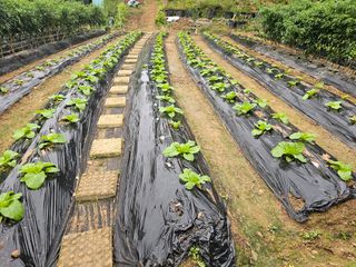 연모 자연의행복님의 배추 · 영농일지 작성글 사진