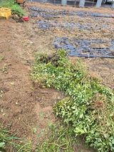 팜모닝 기타작물·영농일지 게시글 이미지