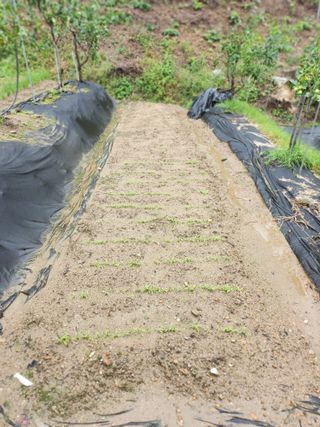 김응진님의 배추 · 영농일지 작성글 사진