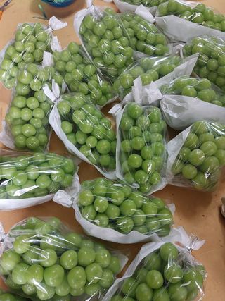 달빛이머무는곳님의 포도 · 영농일지 작성글 사진