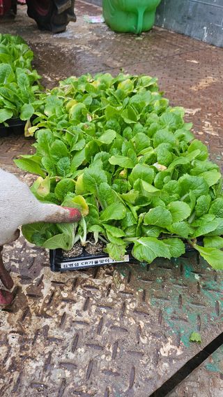 김남근님의 배추 · 영농일지 작성글 사진