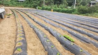 김남근님의 배추 · 영농일지 작성글 사진