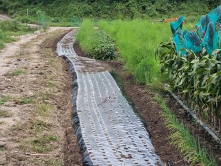가야산자락한수덕님의 마늘 · 영농일지 작성글 사진
