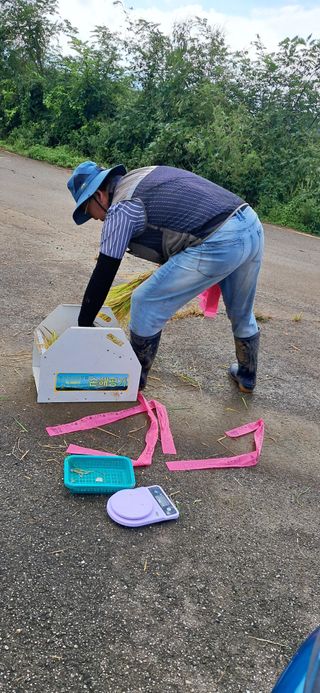 이복길님의 벼 · 영농일지 작성글 사진