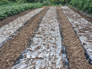 가야산자락한수덕님의 마늘 · 영농일지 작성글 사진