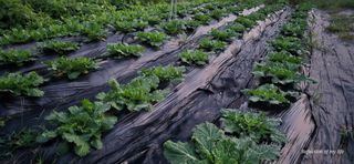 산골아찌님의 배추 · 영농일지 작성글 사진