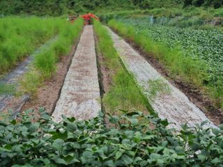 가야산자락한수덕님의 마늘 · 영농일지 작성글 사진