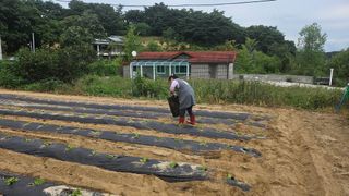 김남근님의 배추 · 영농일지 작성글 사진